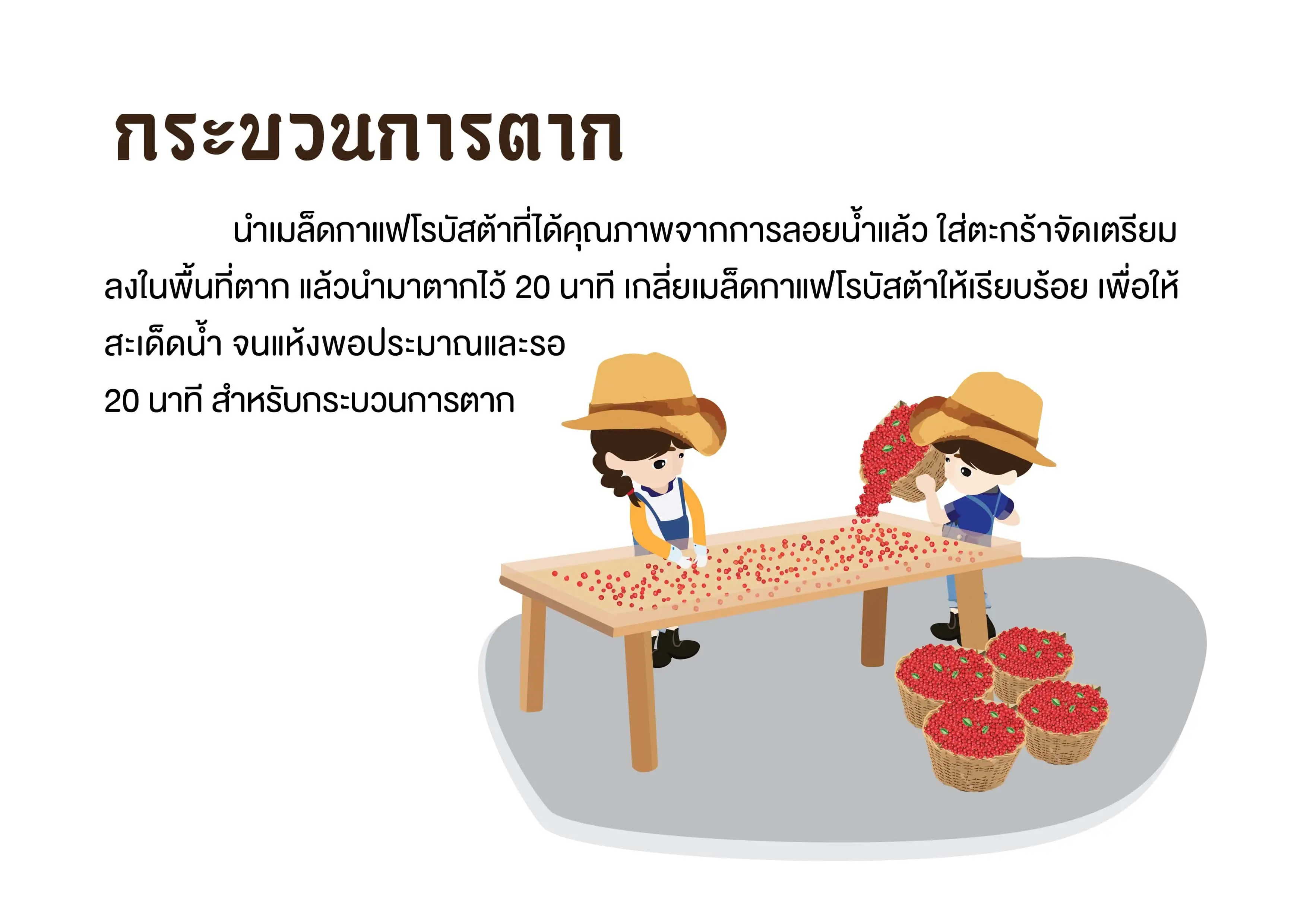 กาแฟโรบัสต้าเกรดพรีเมี่ยม (กระบวนการตากกาแฟโรบัสต้า)