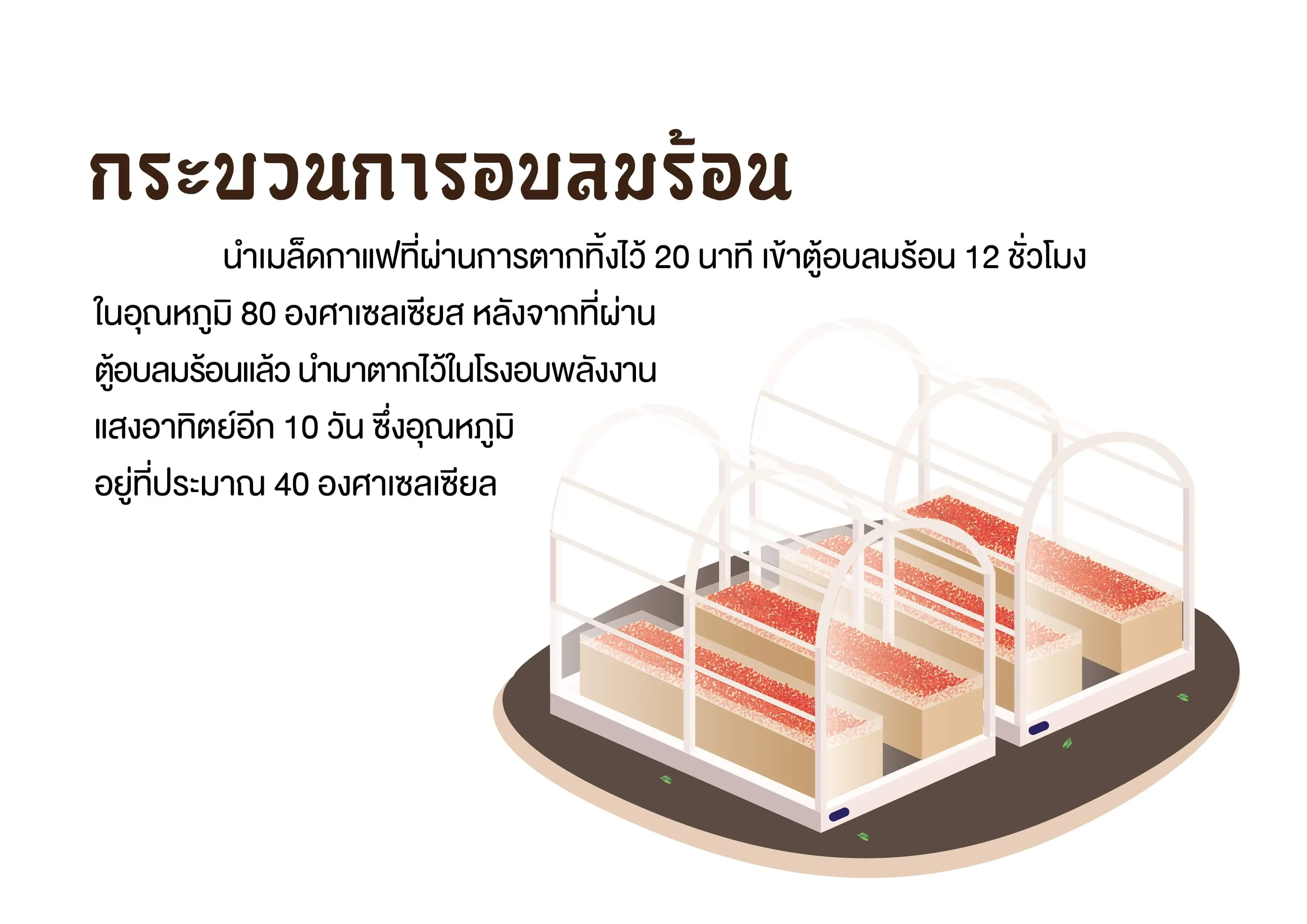 กาแฟโรบัสต้าเกรดพรีเมี่ยม (กระบวนการอบลมร้อนกาแฟโรบัสต้า)