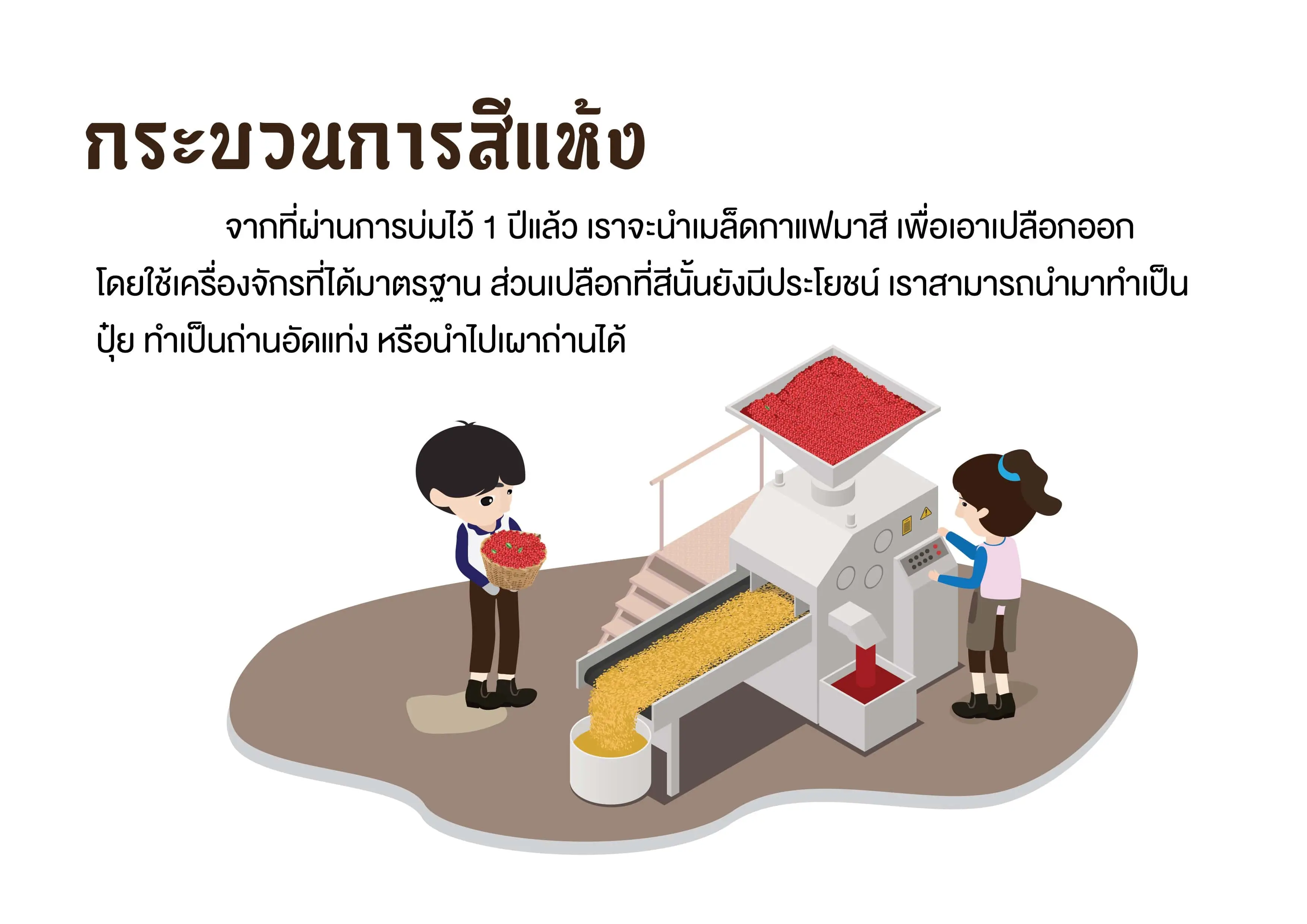 กาแฟโรบัสต้าเกรดพรีเมี่ยม (กระบวนการสีแห้งกาแฟโรบัสต้า)