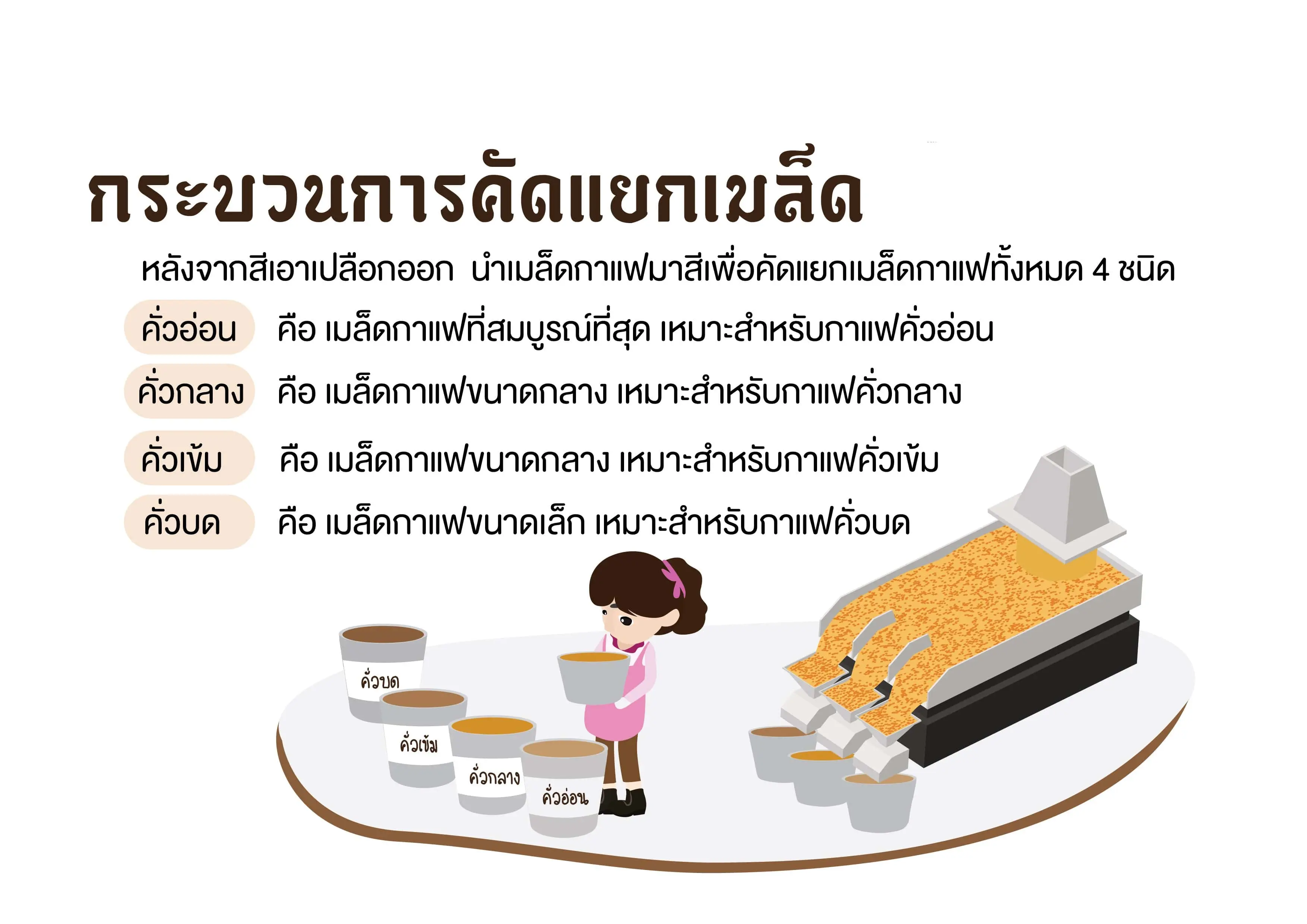 กาแฟโรบัสต้าเกรดพรีเมี่ยม (กระบวนกาคัดแยกเมล็ดกาแฟโรบัสต้า)