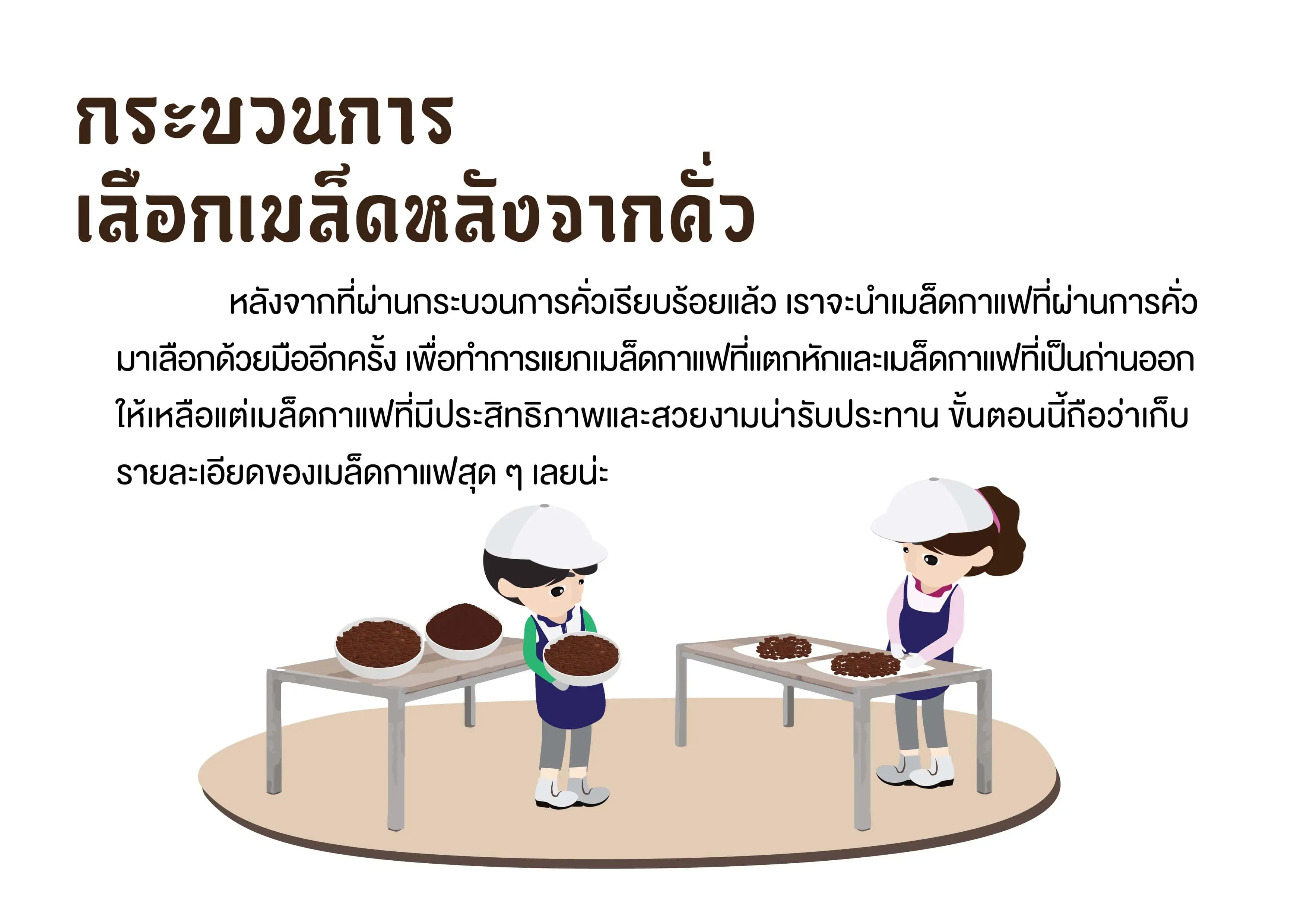 กาแฟโรบัสต้าเกรดพรีเมี่ยม (กระบวนการเลือกเมล็ดหลังคั่วกาแฟโรบัสต้า)