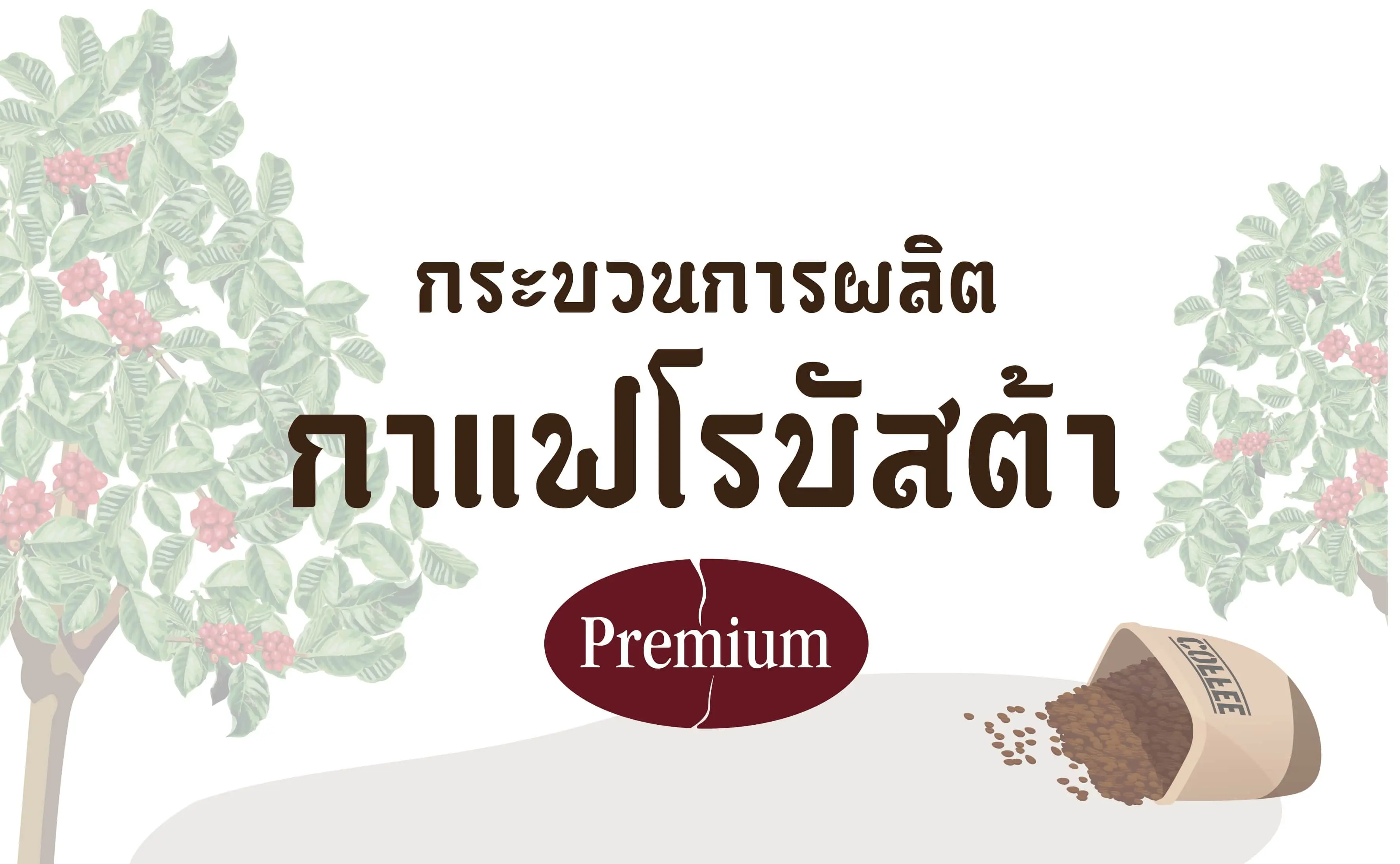 กาแฟโรบัสต้าเกรดพรีเมี่ยม (กระบวนการผลิตกาแฟโรบัสต้า)