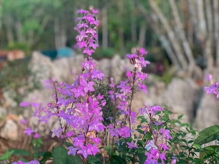 ท่องเที่ยวชุมชนถ้ำสิงห์