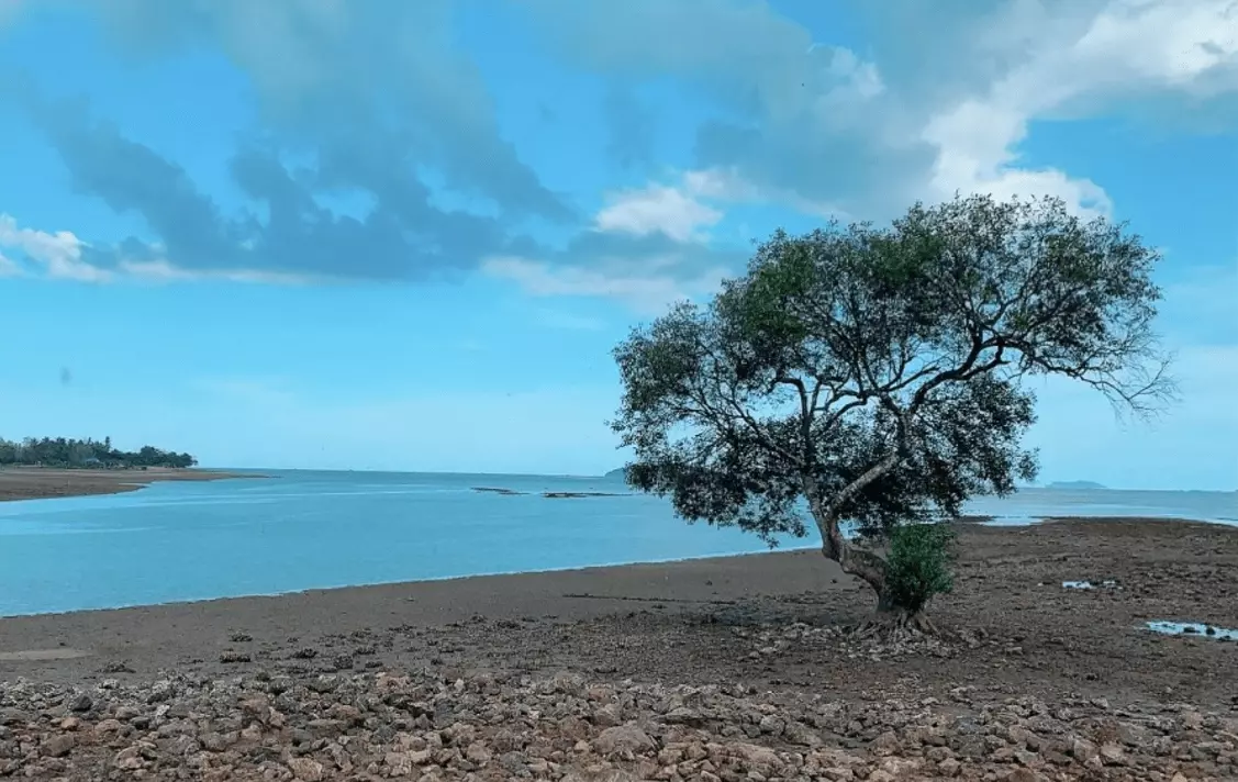 กาแฟเกรดพรีเมียมจากสวนกาแฟชุมพร