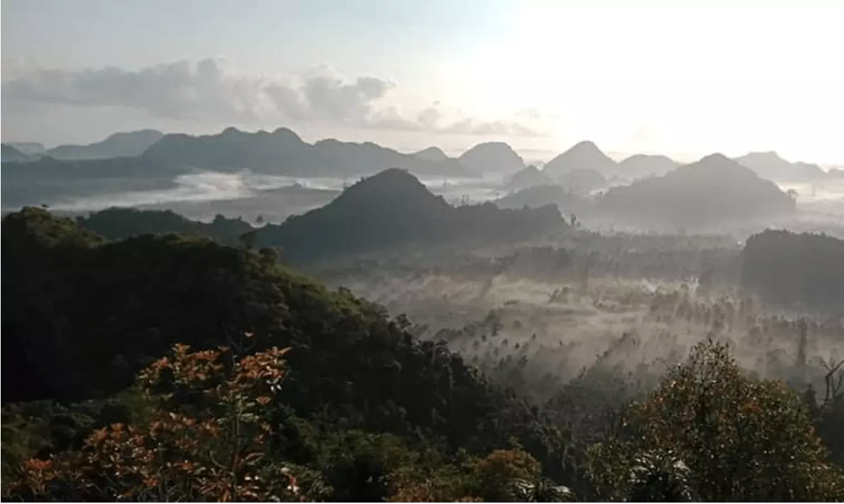 กาแฟเกรดพรีเมียมจากสวนกาแฟชุมพร