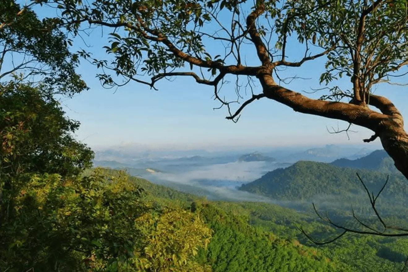 กาแฟเกรดพรีเมียมจากสวนกาแฟชุมพร